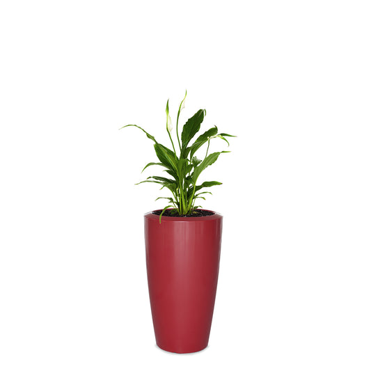 degardo ROVIO IV Pflanzkübel in rot freigestellt