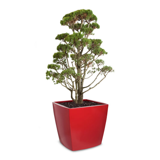 TREVIA 900 Q Pflanzkübel, rot