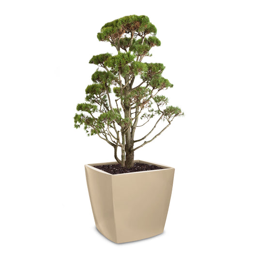 TREVIA 900 Q Pflanzkübel, clay